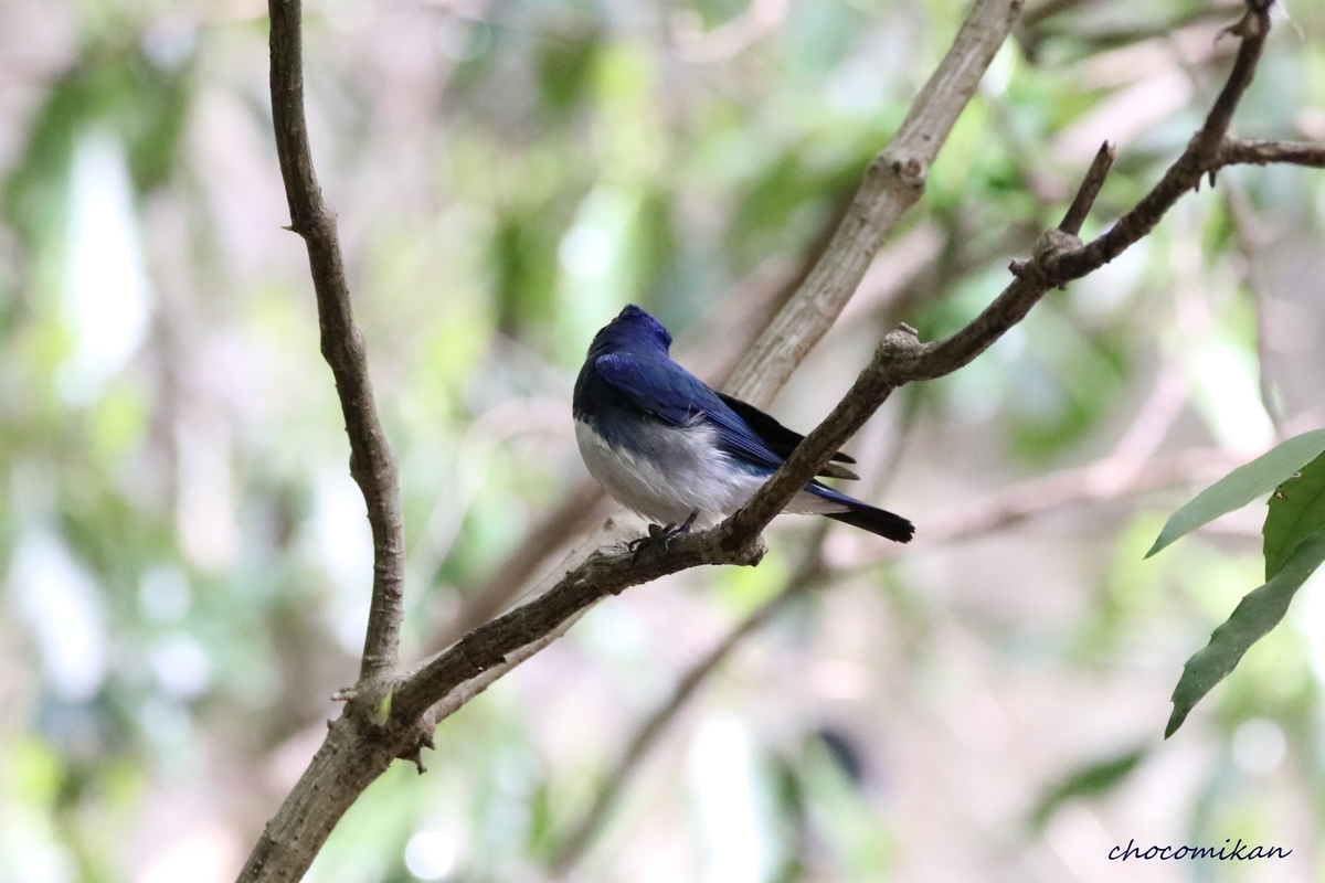 f:id:chocotarou:20190425174023j:plain f:id:chocotarou:20190425174023j:plain