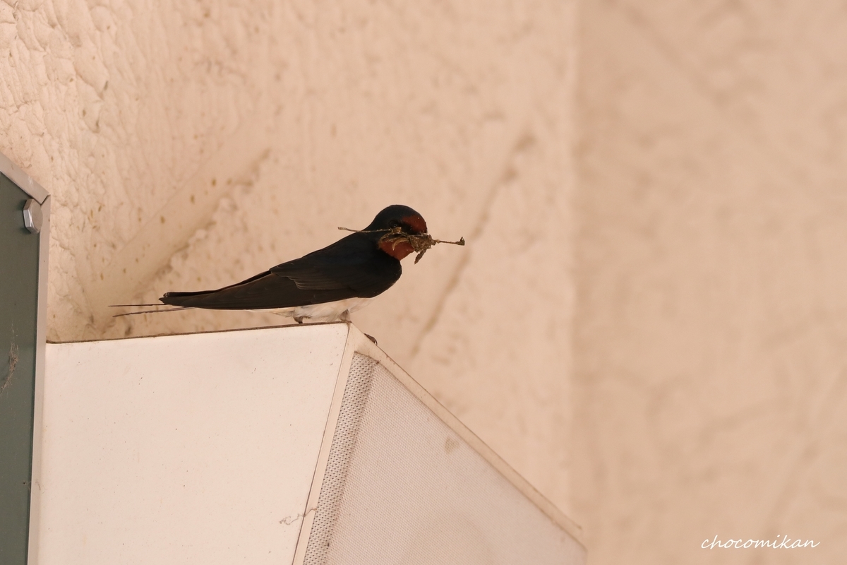 f:id:chocotarou:20190718094035j:plain f:id:chocotarou:20190718094035j:plain