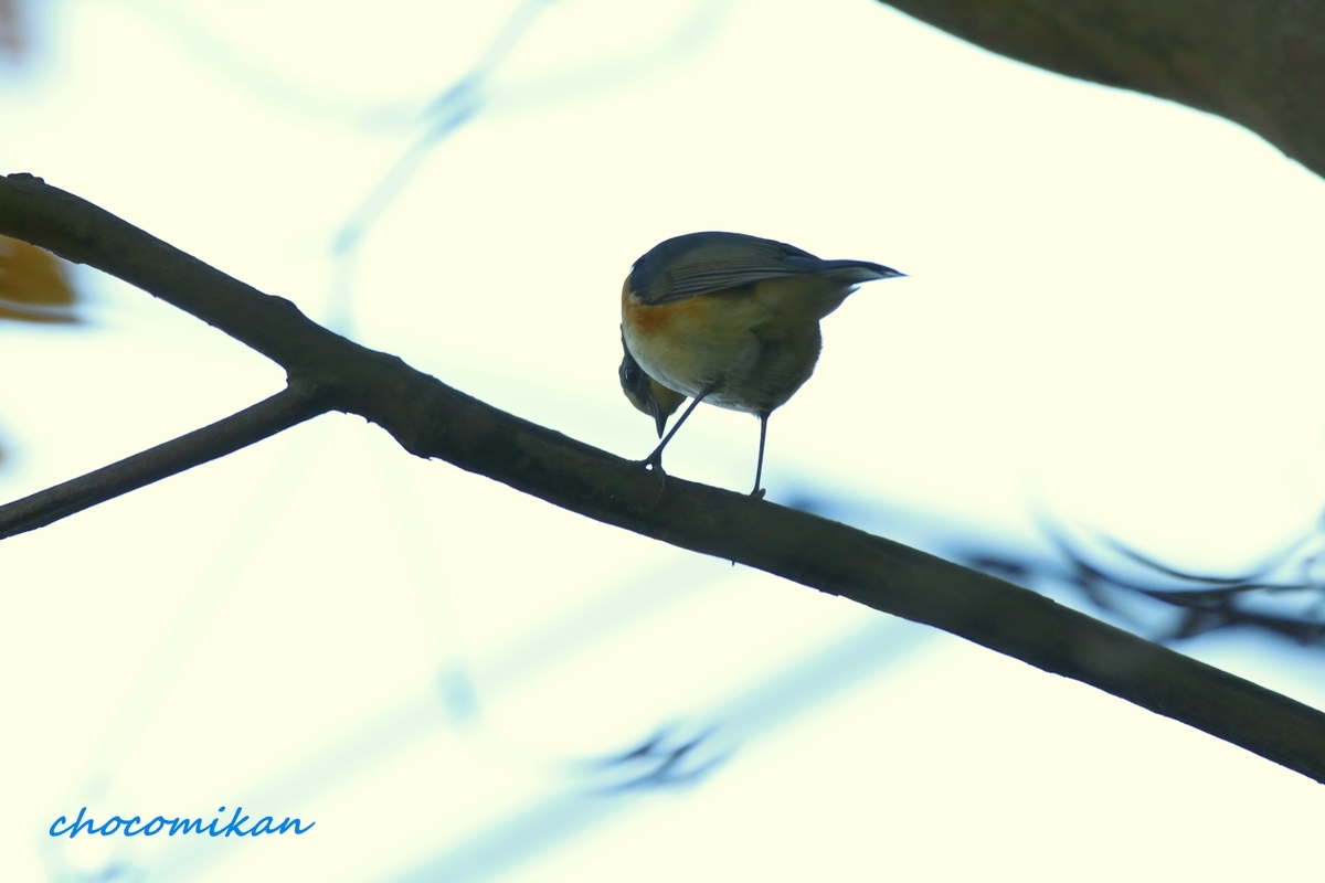 f:id:chocotarou:20200116105120j:plain f:id:chocotarou:20200116105120j:plain