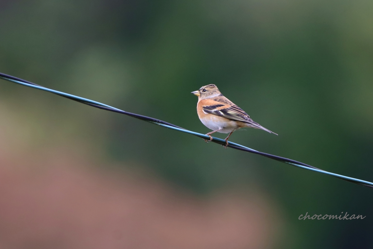 11月の山で会いたかったのは Things A Little Bird Told Me