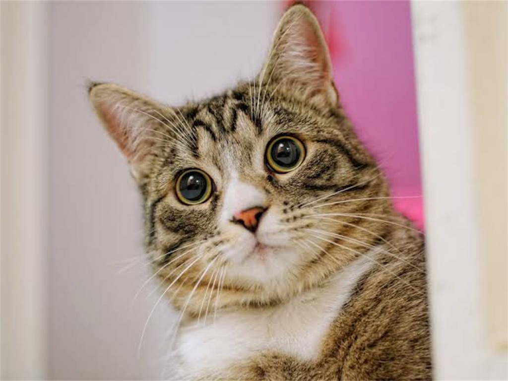 f:id:chocozomb:20190717111044j:image