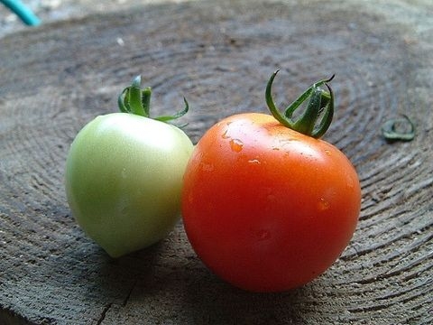 f:id:choiyaki:20110507204936j:image f:id:choiyaki:20110507204936j:image