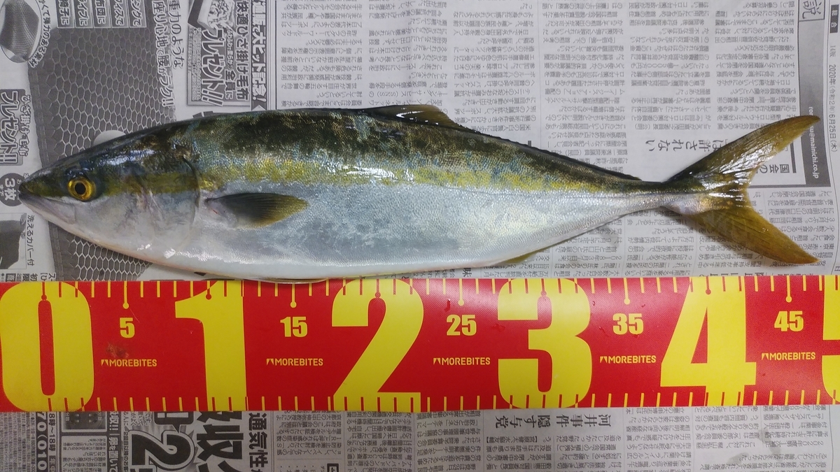 雨の中の青物 ルアー釣り日記 釣りバーバー
