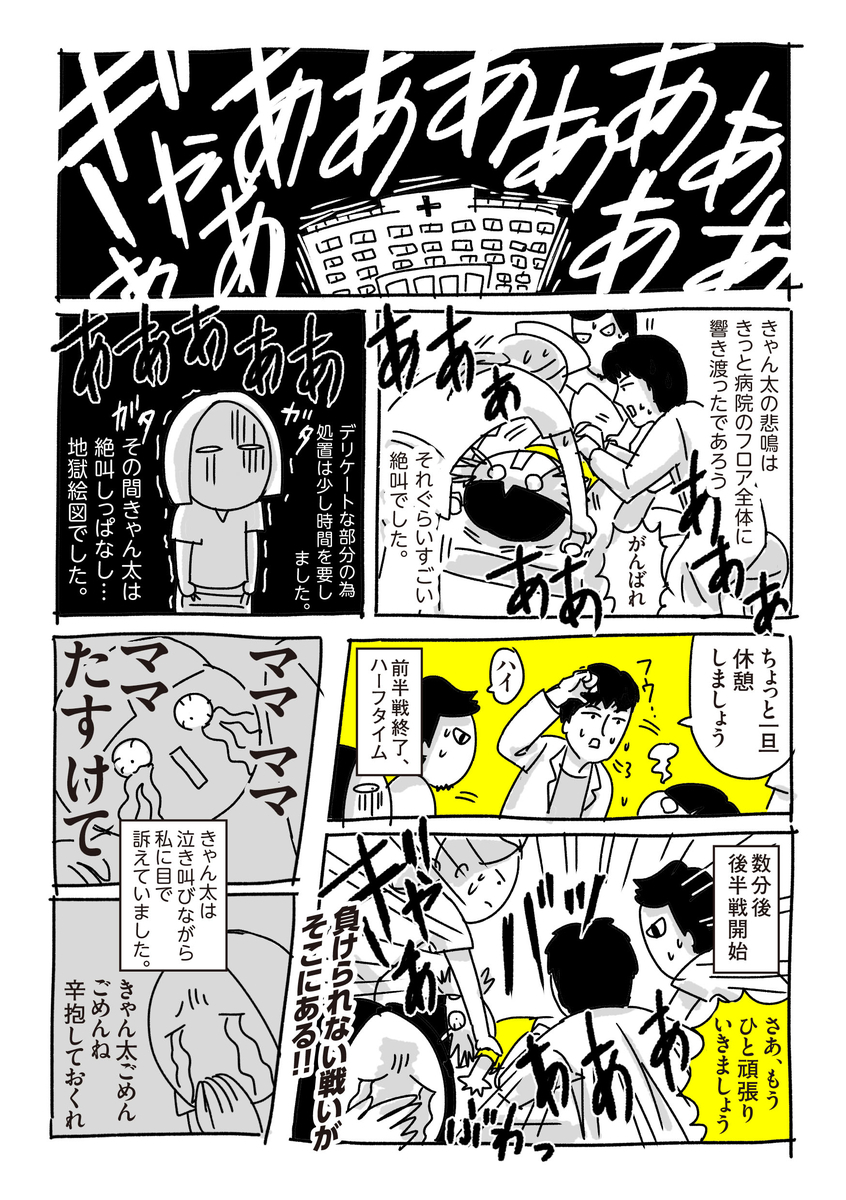 きゃん太が包皮炎になった話 ちょっ子さん