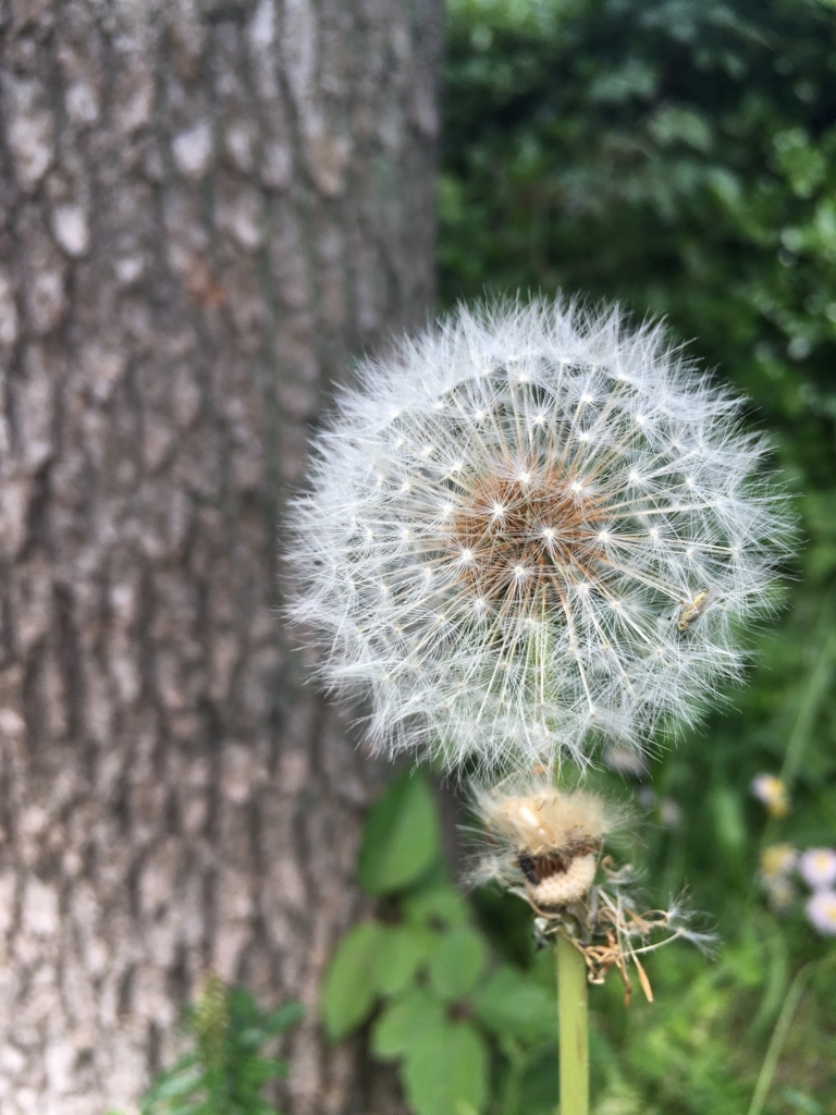 f:id:chokonatsu:20180602104826j:plain f:id:chokonatsu:20180602104826j:plain
