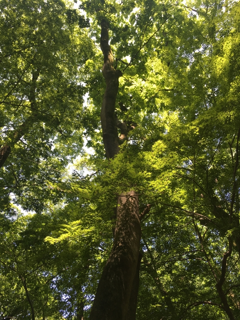 f:id:chokonatsu:20180602104922j:plain f:id:chokonatsu:20180602104922j:plain