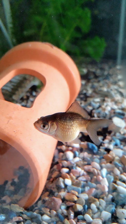 ピンポンパールを一匹追加 Choko S Blo