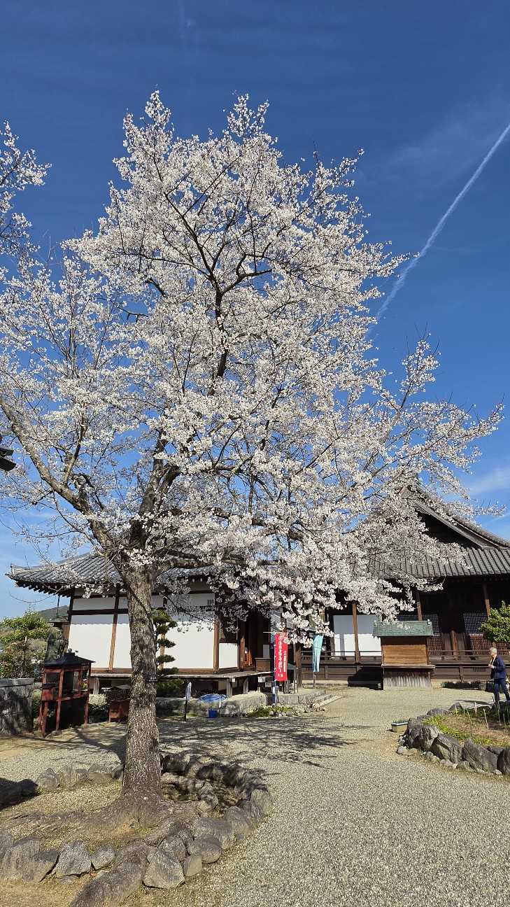 f:id:cholari:20260328173804j:image
