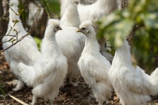 烏骨鶏の卵