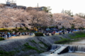 花見@鴨川