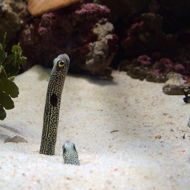 チンアナゴ　沼津港深海魚水族館
