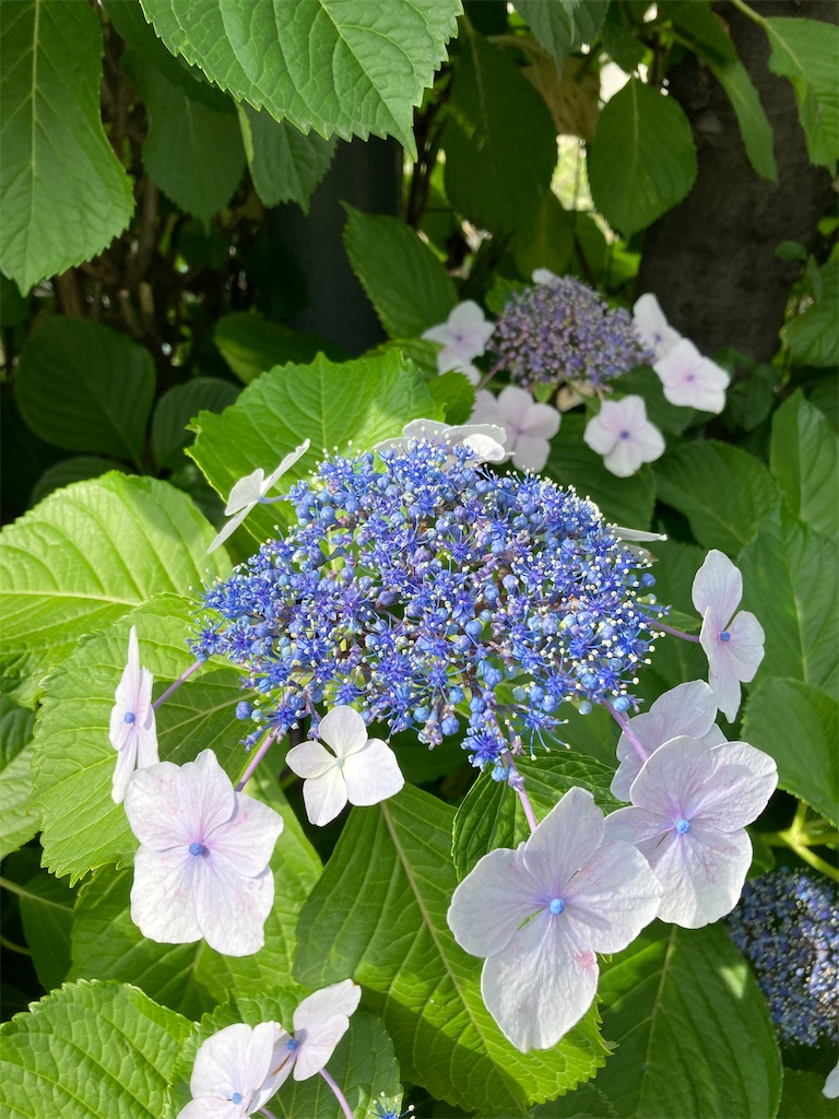 f:id:choppymamblog:20230628223154j:image f:id:choppymamblog:20230628223154j:image