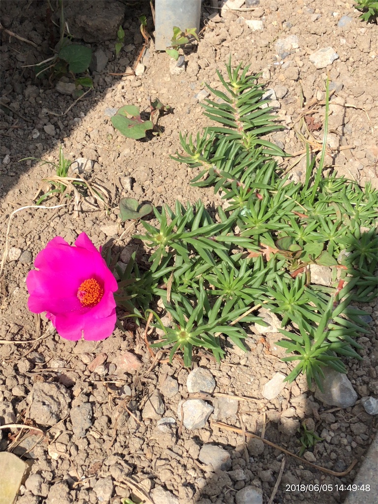 f:id:chorakuan:20180605161623j:image