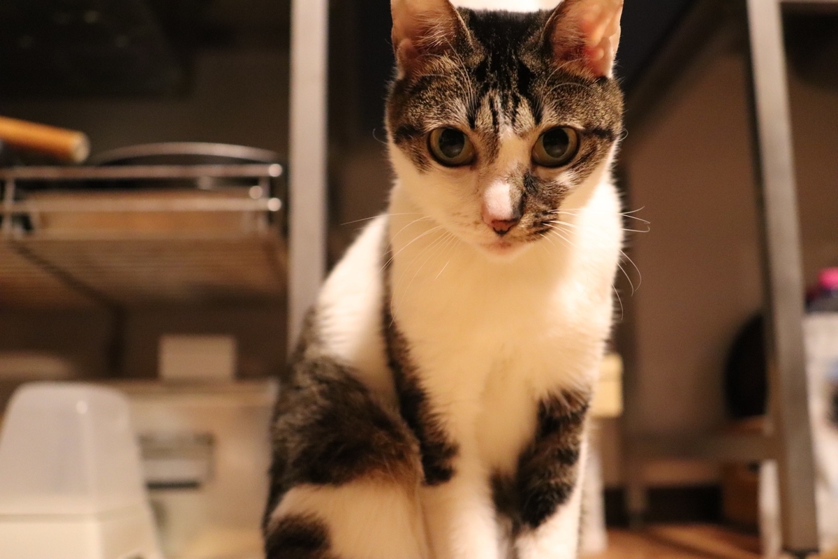 f:id:chorakuan:20190404211135j:plain