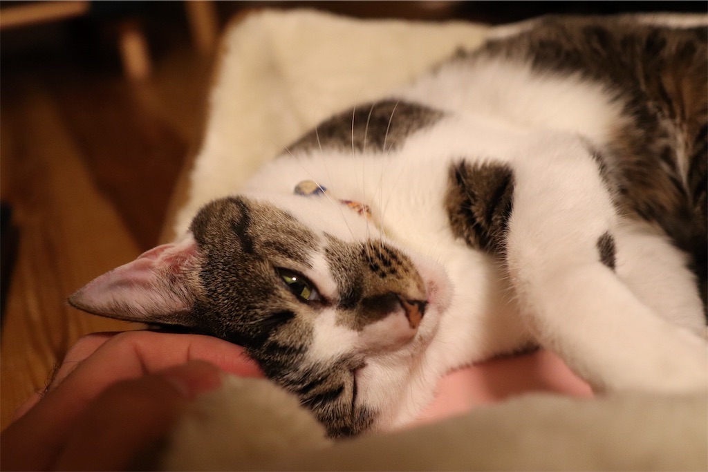 f:id:chorakuan:20190409070810j:image