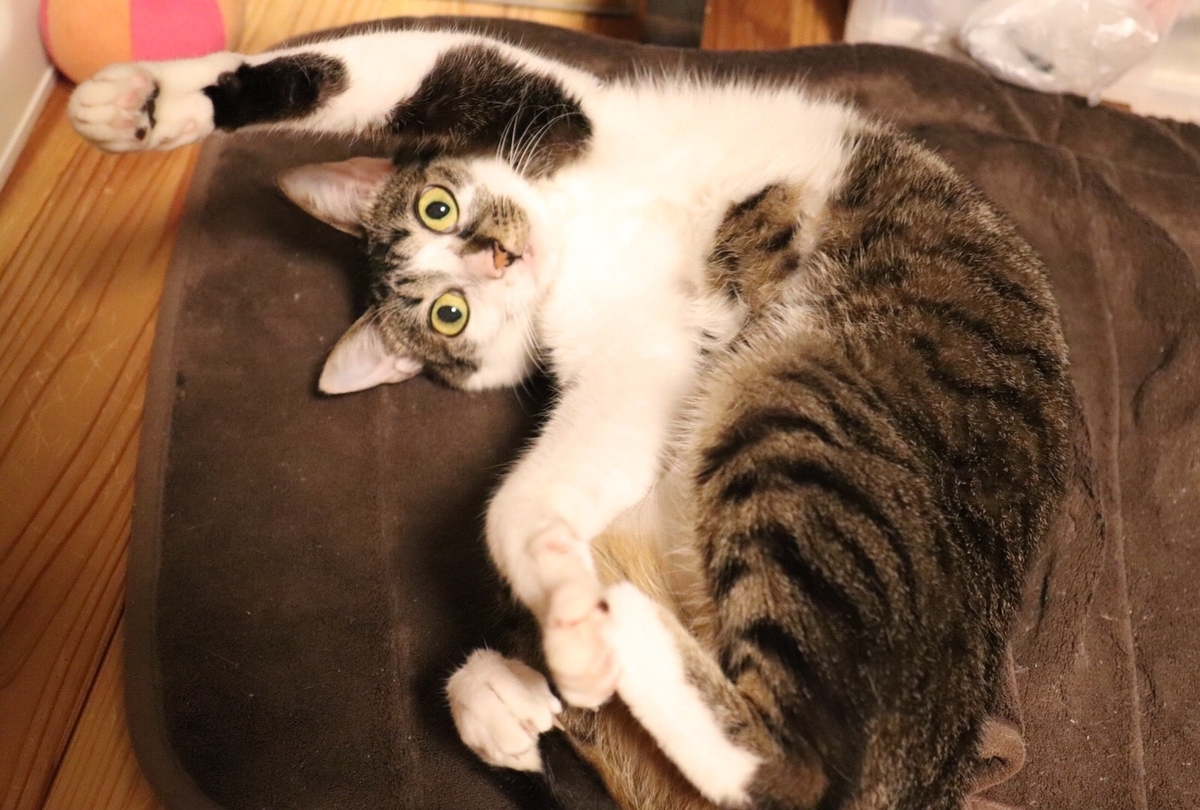 f:id:chorakuan:20190422131526j:plain f:id:chorakuan:20190422131526j:plain