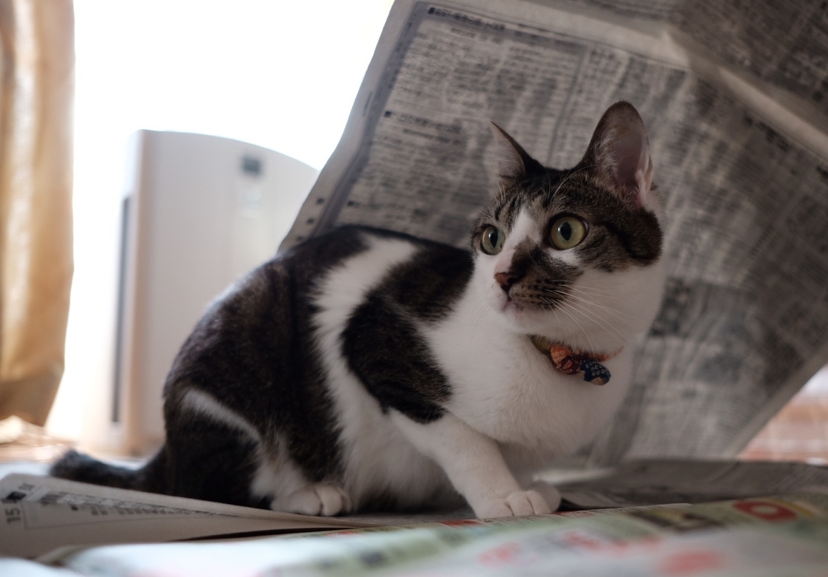 f:id:chorakuan:20190512110208j:plain