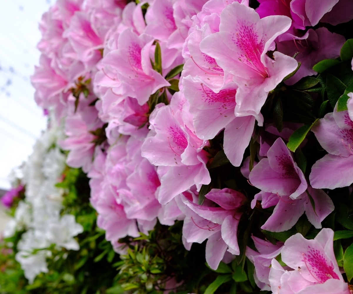 f:id:chorakuan:20190512191918j:plain