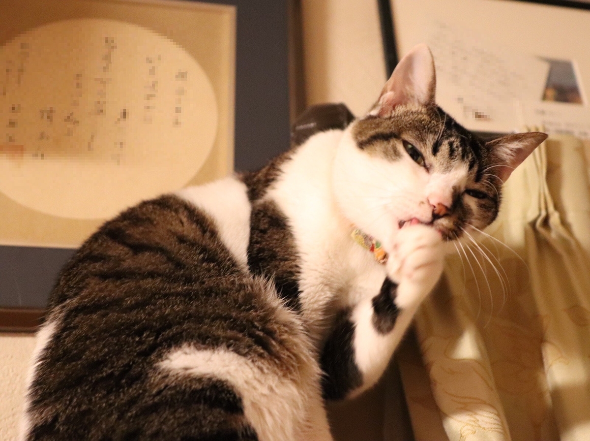 f:id:chorakuan:20190601221837j:plain