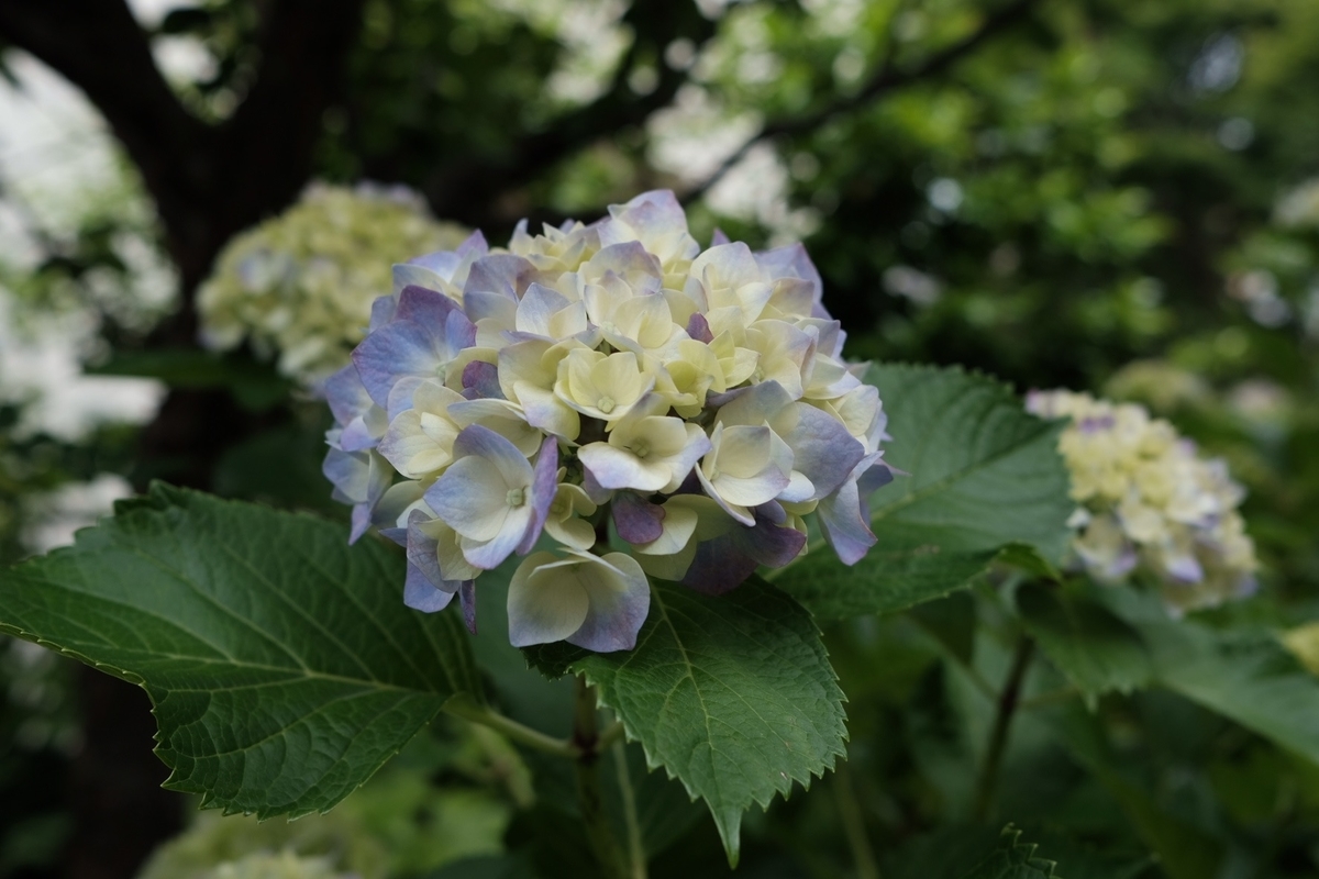 f:id:chorakuan:20190606204502j:plain