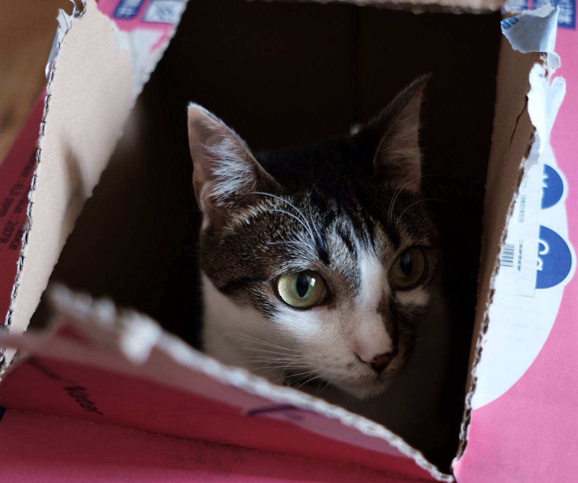 f:id:chorakuan:20190617182928j:plain f:id:chorakuan:20190617182928j:plain