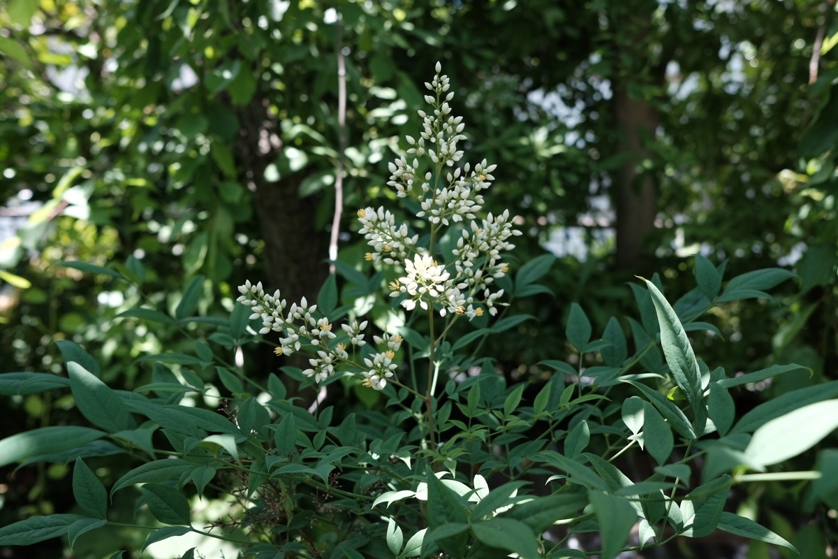 f:id:chorakuan:20190617234432j:plain f:id:chorakuan:20190617234432j:plain