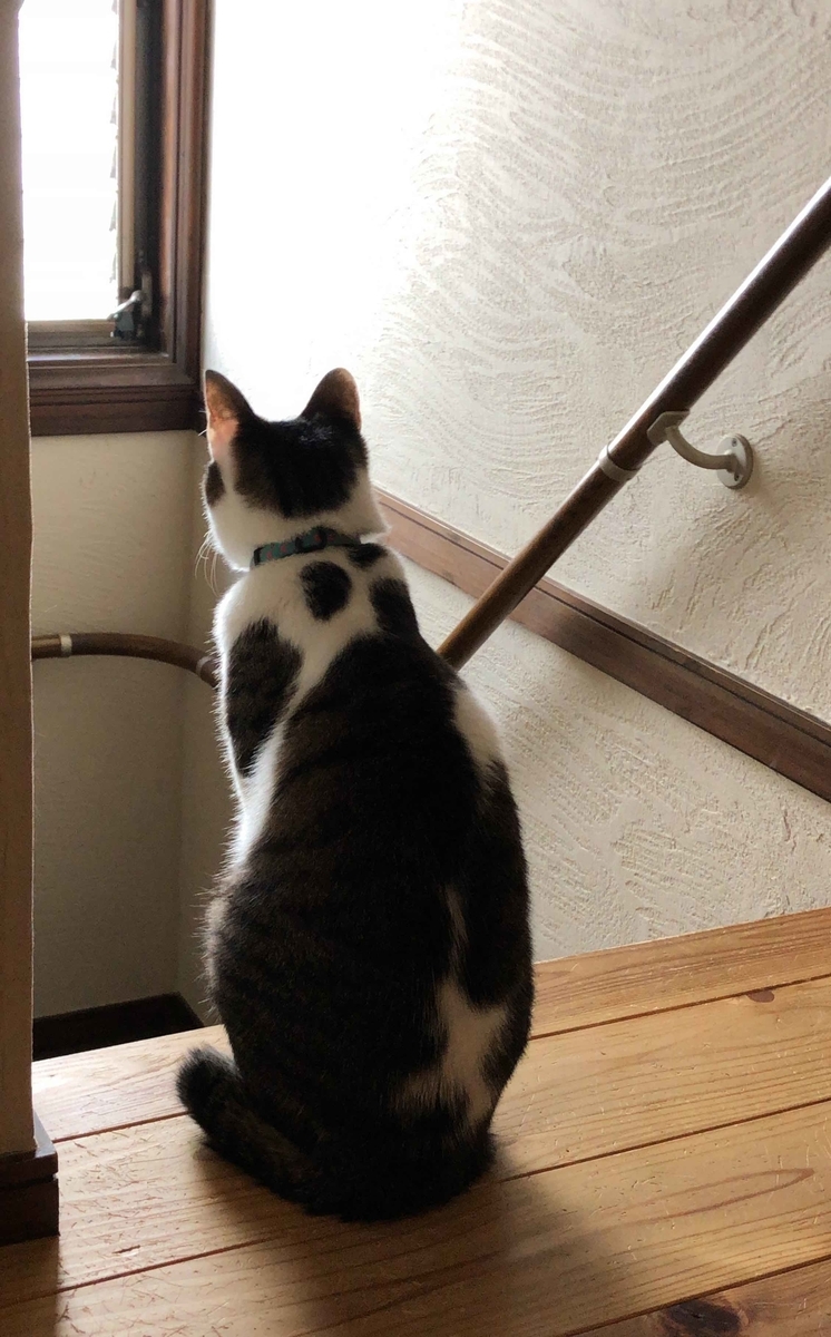 f:id:chorakuan:20190625103520j:plain