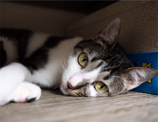 f:id:chorakuan:20190629085126j:image