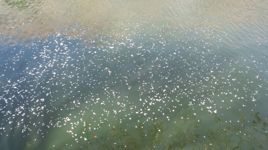 f:id:chorakuan:20190816154244j:plain