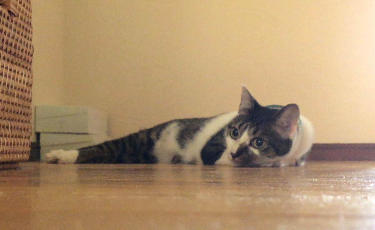 f:id:chorakuan:20190916130033j:plain f:id:chorakuan:20190916130033j:plain