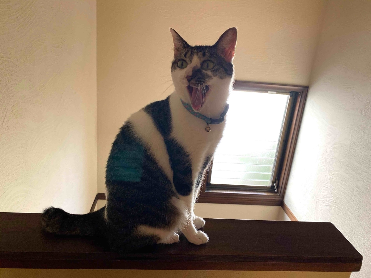 f:id:chorakuan:20190924125702j:plain f:id:chorakuan:20190924125702j:plain