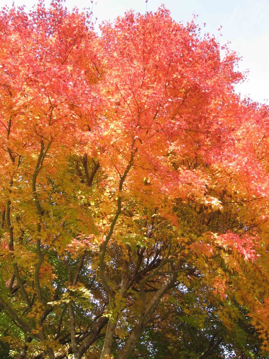 f:id:chorakuan:20191101224352j:plain