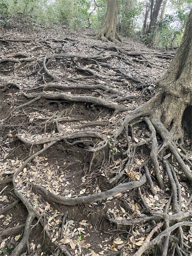 f:id:chorakuan:20191106194709j:plain