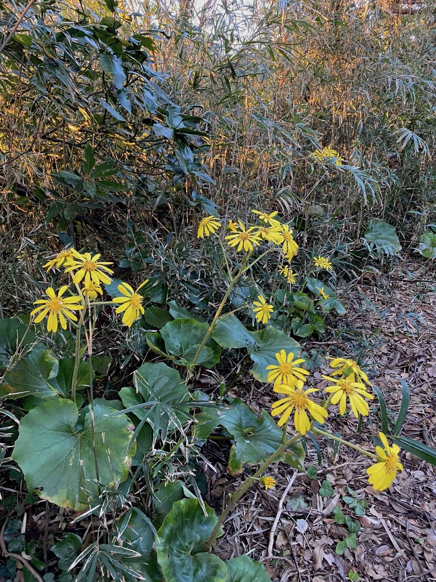 f:id:chorakuan:20191111163659j:plain f:id:chorakuan:20191111163659j:plain