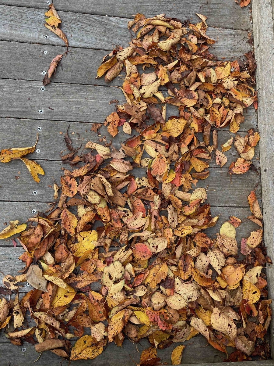 f:id:chorakuan:20191114220810j:plain f:id:chorakuan:20191114220810j:plain