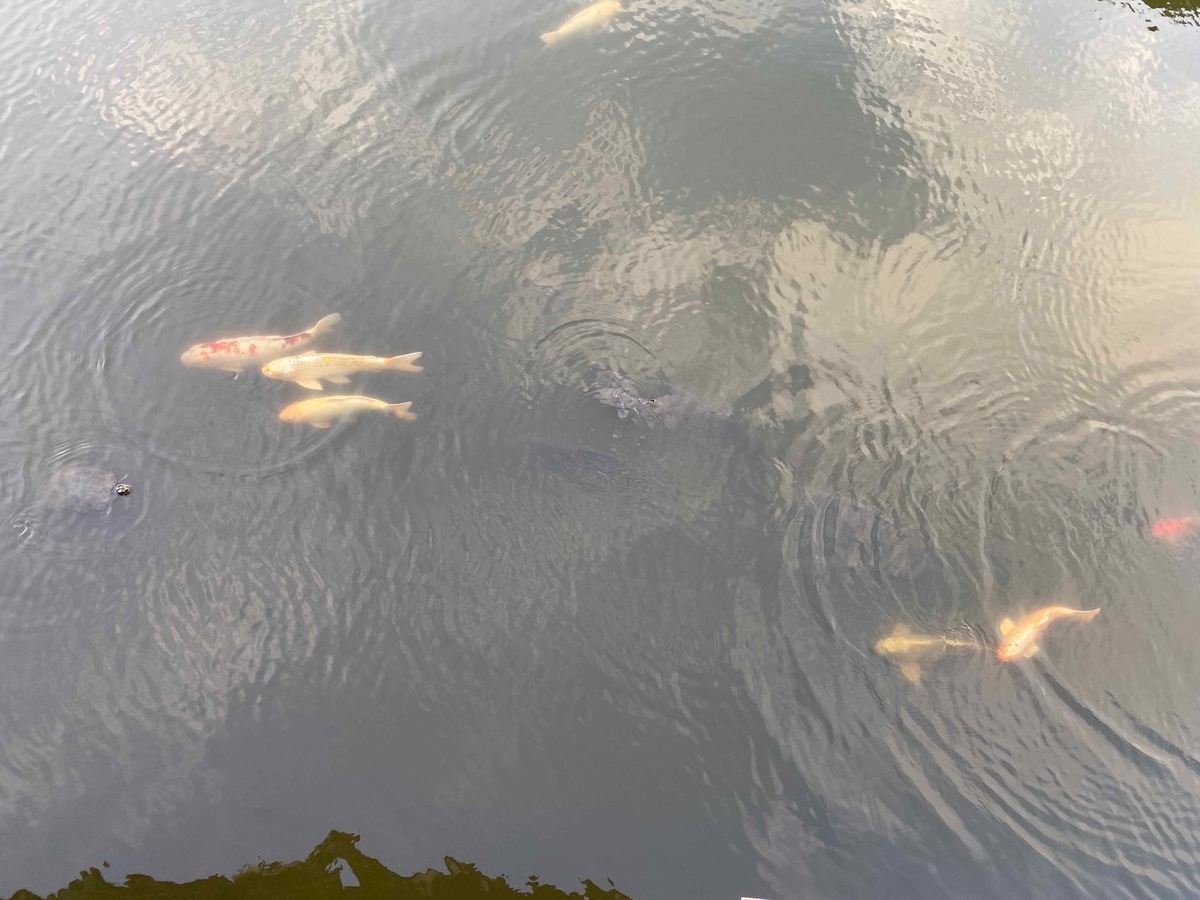 f:id:chorakuan:20191114220838j:plain f:id:chorakuan:20191114220838j:plain