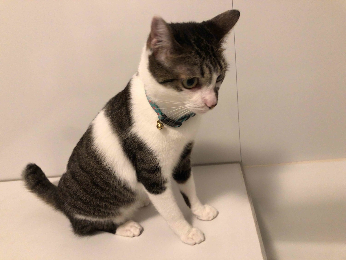 f:id:chorakuan:20191117234641j:plain