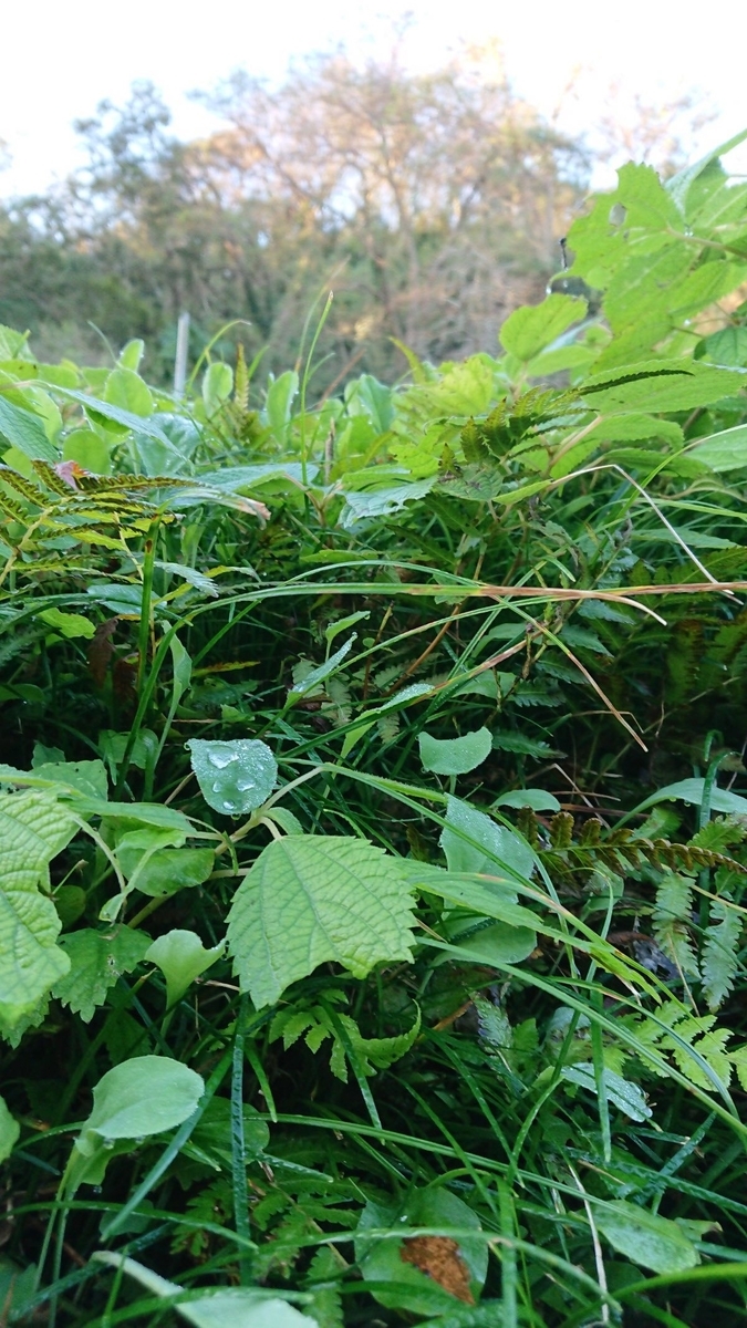 f:id:chorakuan:20191121200838j:plain f:id:chorakuan:20191121200838j:plain