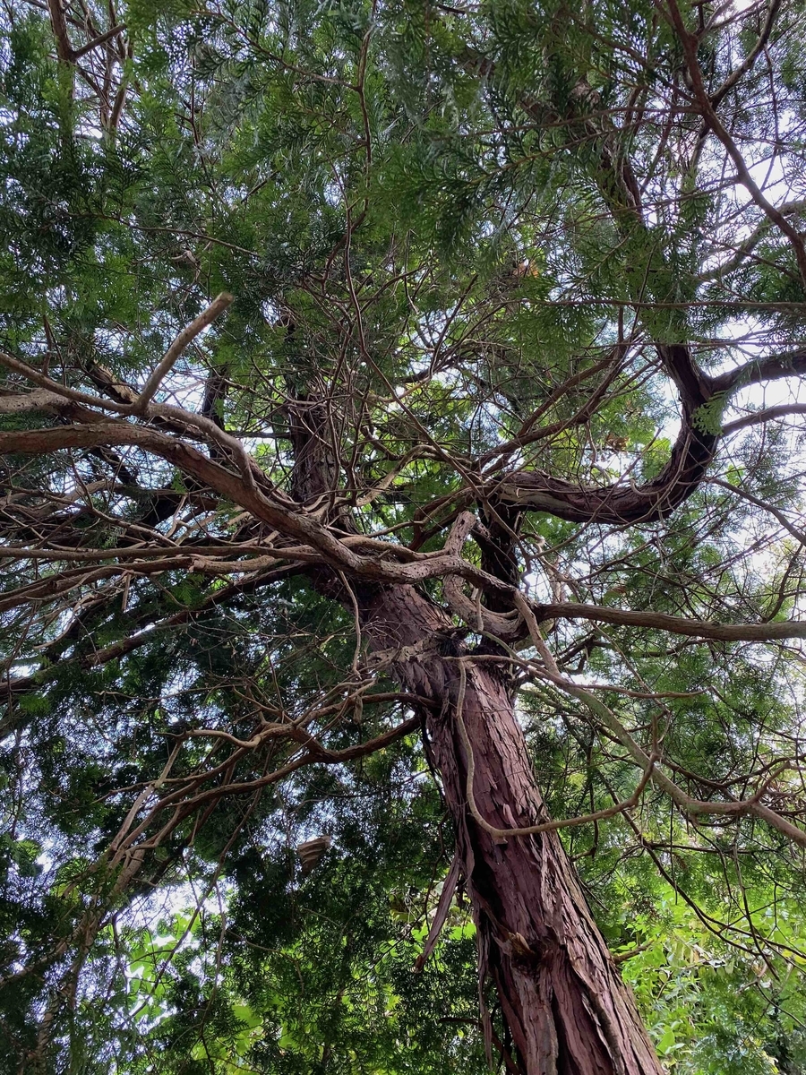 f:id:chorakuan:20191123002946j:plain f:id:chorakuan:20191123002946j:plain