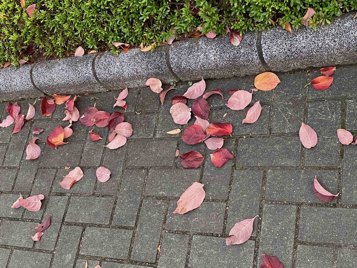 f:id:chorakuan:20191124222450j:plain f:id:chorakuan:20191124222450j:plain