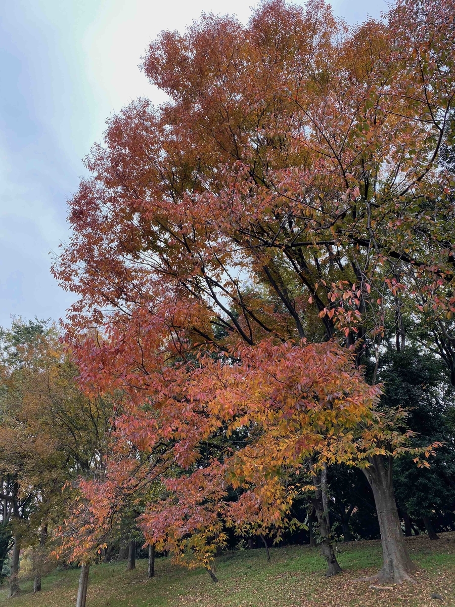 f:id:chorakuan:20191125224315j:plain f:id:chorakuan:20191125224315j:plain