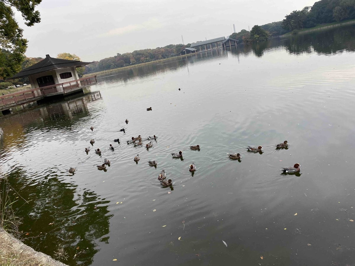 f:id:chorakuan:20191126051925j:plain f:id:chorakuan:20191126051925j:plain