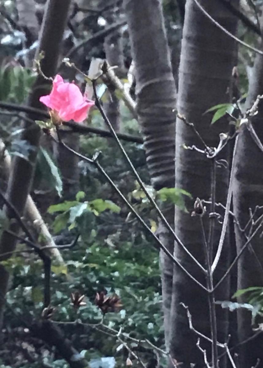 f:id:chorakuan:20200205072355j:plain f:id:chorakuan:20200205072355j:plain