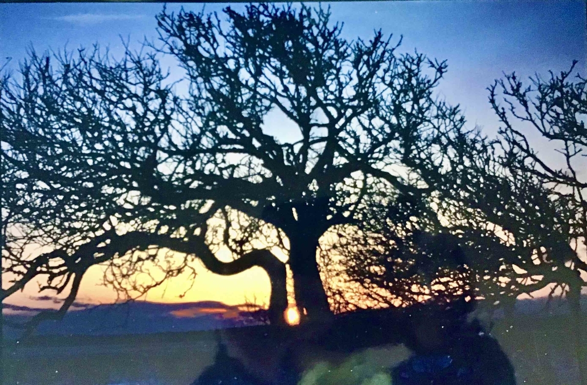 f:id:chorakuan:20200525181811j:plain