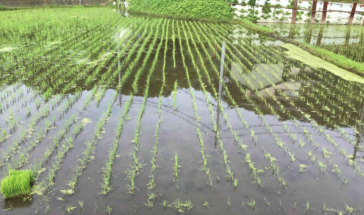 f:id:chorakuan:20200627232654j:plain