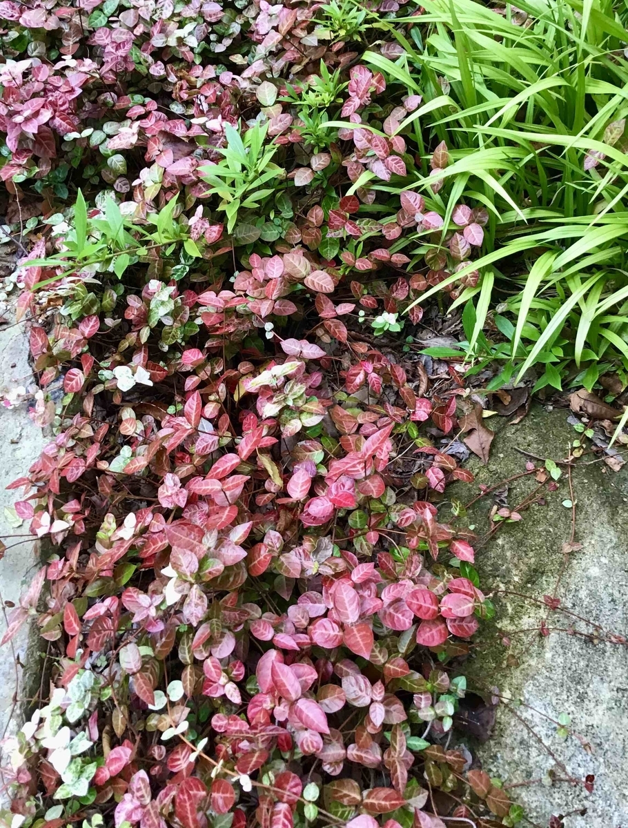 f:id:chorakuan:20201010132815j:plain