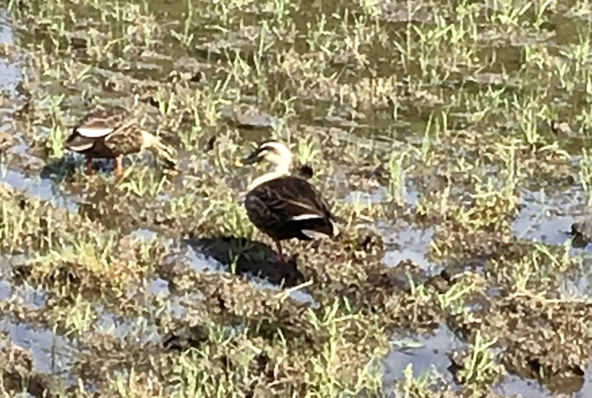 f:id:chorakuan:20210510211025j:plain