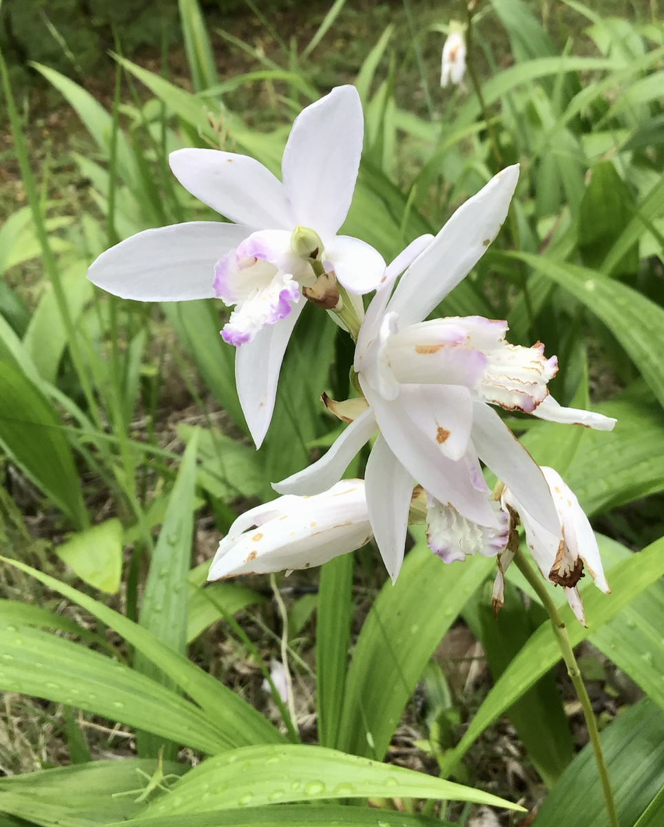 f:id:chorakuan:20210601132011j:plain