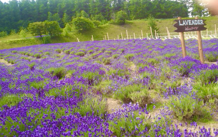 f:id:chorakuan:20210716171821j:plain