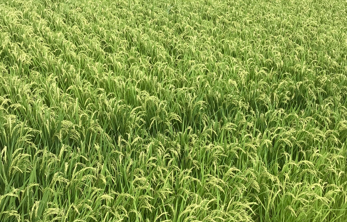 f:id:chorakuan:20210910162623j:plain